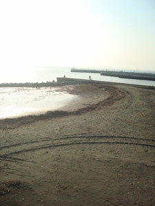 第19回海さくらゴミ拾い