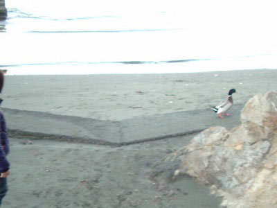 第29回海さくらゴミ拾い