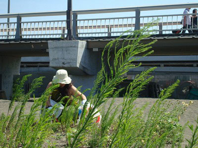 第37回海さくらゴミ拾い