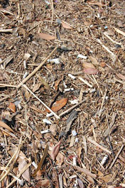 第46回海さくらゴミ拾い