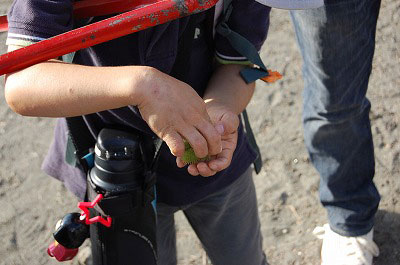 第50回海さくらゴミ拾い