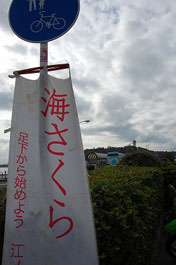 第51回海さくらゴミ拾い