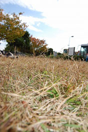 第51回海さくらゴミ拾い