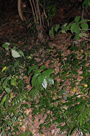 第51回海さくらゴミ拾い