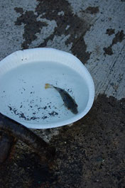 第53回海さくらゴミ拾い