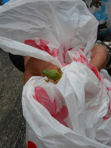 第59回海さくらゴミ拾い