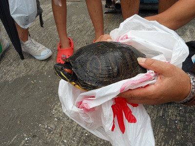 第59回海さくらゴミ拾い