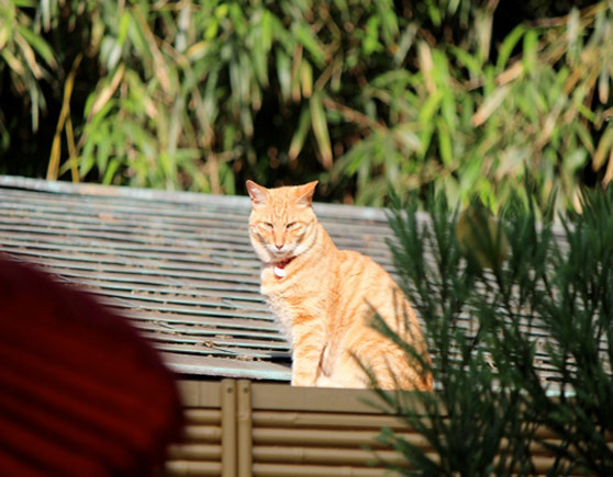 甘味処 あぶらや