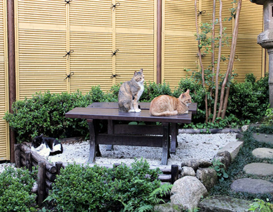 甘味処 あぶらや