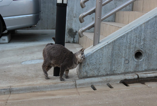  日月日 -にちげつか-