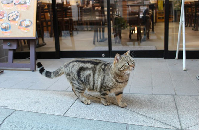 丸焼きたこせんべい あさひ本店